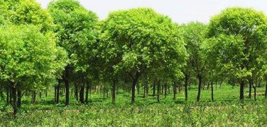 免费上门园艺设计